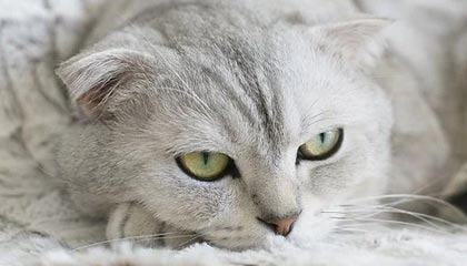 电竞赛事：现场热潮中的品牌力与个人成长